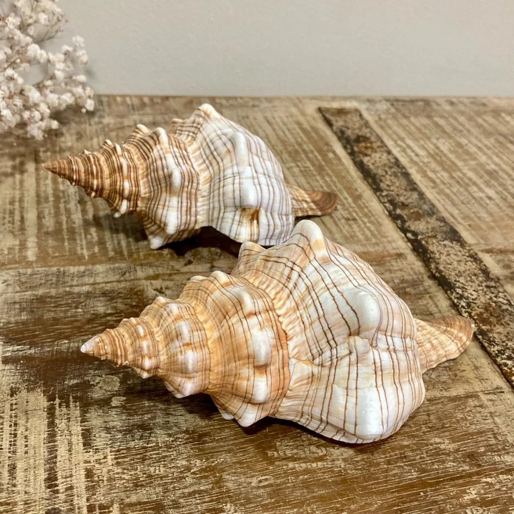 2 Seashells Cream / Light Orange / Brown Neutral Decor Beach Shell Nautical